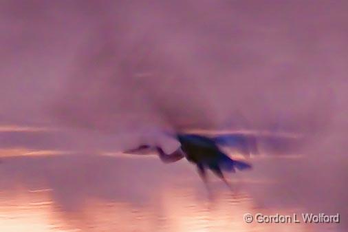 Sunrise Takeoff_05004.jpg - Great Blue Heron (Ardea herodias) in the Scugog RiverPhotographed near Lindsay, Ontario, Canada.